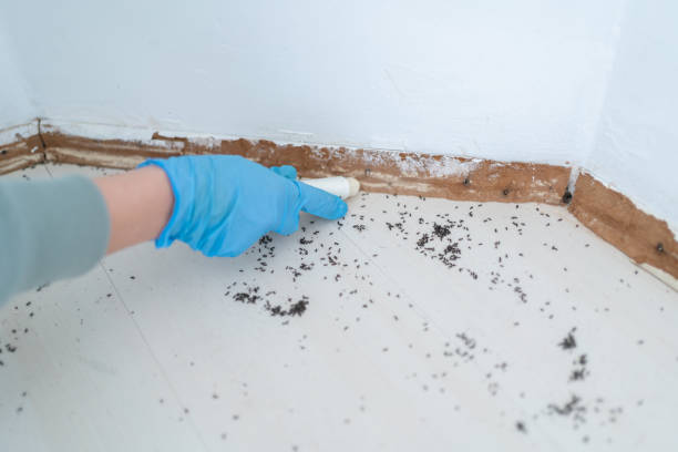 Best Ant Control Services  in Urbana, IL